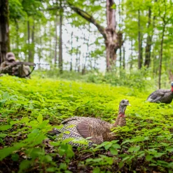 LCD Laydown Hen Decoy