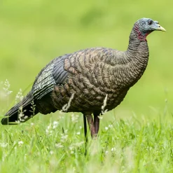 LCD Breeder Hen Decoy^Avian X Best