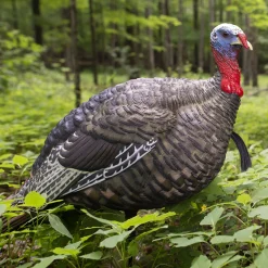 LCD Quarter Strut Jake Decoy^Avian X Sale