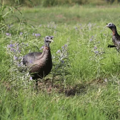 Thunder chick upright Decoy^Flextone New